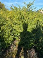 Taxus planten te koop, Ophalen, Taxus, Minder dan 100 cm