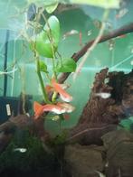 Red tuxedo guppies, Dieren en Toebehoren