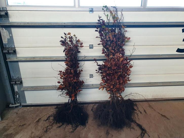 Beuken en andere tuinplanten op aanvraag!Voor scherpe prijs., Tuin en Terras, Planten | Struiken en Hagen, Taxus, 100 tot 250 cm