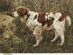 Kaart met Springer Spaniel, Verzenden, 1960 tot 1980, Ongelopen, Hond of Kat