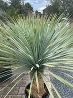 Yucca rostrata, Ophalen, Zomer, Overige soorten, Volle zon