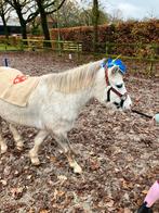 Leaser/verzorger gezochr, Ophalen of Verzenden, Nieuw