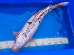 Koi, Dieren en Toebehoren, Vissen | Vijvervissen, Karper of Koi