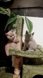 Brits/Britse Korthaar kittens met stamboom, Dieren en Toebehoren, Katten en Kittens | Raskatten | Korthaar, Poes, Gechipt, 0 tot 2 jaar