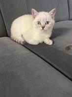 Britse korthaar kittens, Dieren en Toebehoren, Meerdere dieren, Kortharig