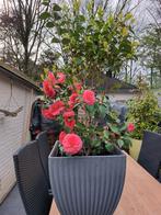 Prachtige Camellia "mrs.Tingley" hoogte 100 cm rose, Zomer, Overige soorten, Ophalen, Volle zon