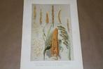 Antieke kleurenlitho - Granen o.a. Spelt Mais Tarwe etc !!, Antiek en Kunst, Ophalen of Verzenden
