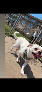 Chihuahua reutje 2 jaar, Dieren en Toebehoren, Reu, 1 tot 2 jaar, Eén hond, Chihuahua