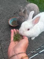 Lieve kleurdwerg koppeltje, Dieren en Toebehoren, Konijnen, Meerdere dieren, Dwerg, 0 tot 2 jaar
