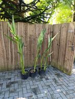 canna stuttgart winterhard, Tuin en Terras, Planten | Tuinplanten, Ophalen, Zomer, Overige soorten, Volle zon