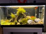 aquarium met volledige uitrusting en voer, Dieren en Toebehoren, Vissen | Aquaria en Toebehoren, Ophalen, Gebruikt, Leeg aquarium