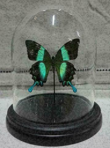 ACTIE > Vlinder in Stolp papilio blumei/ulysses of Caligo vl beschikbaar voor biedingen