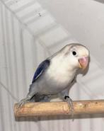 Mooie jonge Agapornis Fischerie, Dieren en Toebehoren, Meerdere dieren, Dwergpapegaai of Agapornis, Tam