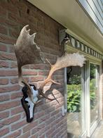 Prachtig Groot Damhert Gewei Mancave Jacht Landelijk d40, Verzamelen, Dierenverzamelingen, Ophalen, Hert, Gewei of Kop