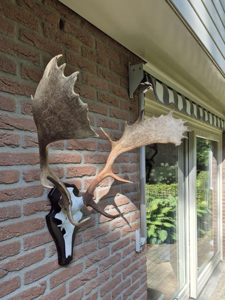 Prachtig Groot Damhert Gewei Mancave Jacht Landelijk d40, Verzamelen, Dierenverzamelingen, Gewei of Kop, Hert, Ophalen