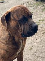 Cane Corso dekreu, Eén hond, 3 tot 5 jaar, Nederland, Particulier