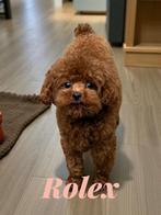 toy poedel /toypoedel/dwergpoedel dekreutjes, Dieren en Toebehoren, Honden | Dekreuen, Particulier, Rabiës (hondsdolheid), Reu