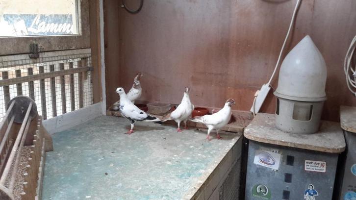 Te koop wener hooģvliegers, Dieren en Toebehoren, Vogels | Duiven, Overige soorten, Vrouwelijk