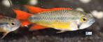 Apistogramma cacatuoides "Orange", Vis, Zoetwatervis