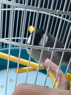 witoorbuulbuul vermist, Dieren en Toebehoren, Vogels | Parkieten en Papegaaien, Mannelijk, Dwergpapegaai of Agapornis
