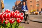 Privéles ENGELS en NEDERLANDS, Conversatie, Bijles, EXAMENS, Privéles, Bijles