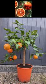 3 Citrus Sinensis Arcobal- Sinaasappel- Nieuw Winterhard -12, Ophalen, Minder dan 100 cm, Lente, Overige soorten
