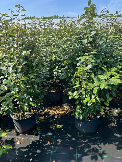 Elaeagnus ebbingei olijfwilg in potgekweekt | diverse maten, Tuin en Terras, Planten | Struiken en Hagen, Overige soorten, Ophalen of Verzenden
