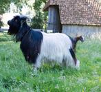 Nederlandse landgeit bok, Dieren en Toebehoren, Schapen, Geiten en Varkens, Mannelijk, Geit, 0 tot 2 jaar