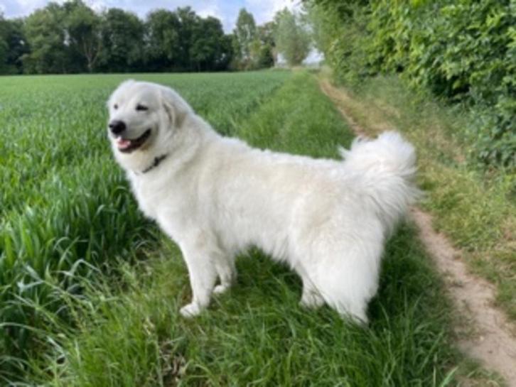 Maremma pups 2026, Dieren en Toebehoren, Honden | Herdershonden en Veedrijvers, Meerdere dieren, Herder, Fokker | Hobbymatig, Meerdere