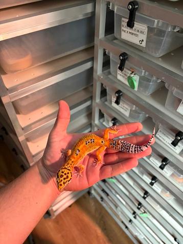 1.0 luipaardgekko beschikbaar voor biedingen