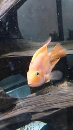 Cichliden, Dieren en Toebehoren, Vissen | Aquariumvissen, Vis