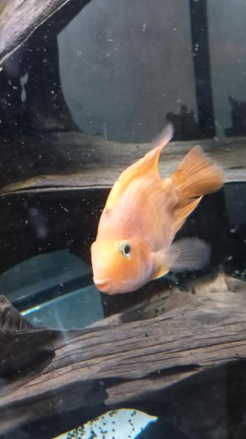 Cichliden, Dieren en Toebehoren, Vissen | Aquariumvissen, Vis