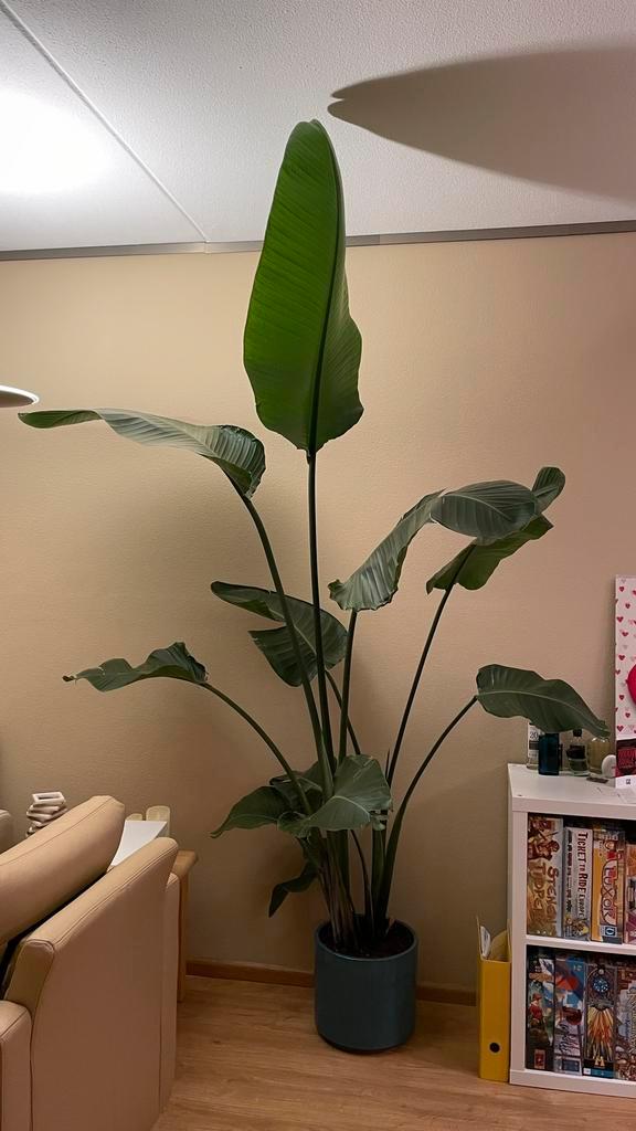 Strelitzia Nicolai 230 cm met pot., Huis en Inrichting, Kamerplanten, 200 cm of meer, Volle zon, Ophalen