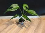 Monstera Burle Marx Flame - Zeldzame kamerplant, Huis en Inrichting, Kamerplanten, Ophalen, Overige soorten, Halfschaduw, In pot