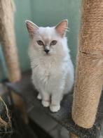 Ragdoll kitten met Stamboom!!!, Dieren en Toebehoren, Katten en Kittens | Raskatten | Langhaar, Poes, Gechipt, 0 tot 2 jaar