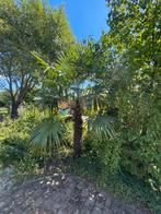 Palmboom (2,5 meter hoog), Tuin en Terras, Planten | Bomen, Ophalen of Verzenden, Volle zon, Palmboom