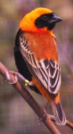 Trio vlammenwever, Dieren en Toebehoren, Vogels | Overige Vogels, Meerdere dieren, Tropenvogel