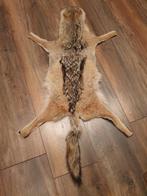 Dierenvacht, zwartrugjakhals. Leuke decoratie huid vachtje, Ophalen of Verzenden, Zo goed als nieuw, Wild dier, Overige typen