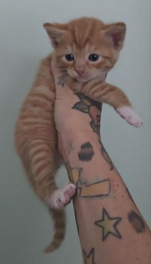 Leuke kittens, Dieren en Toebehoren, Katten en Kittens | Overige Katten, Meerdere dieren