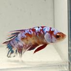 Betta splendens man 06, Vis