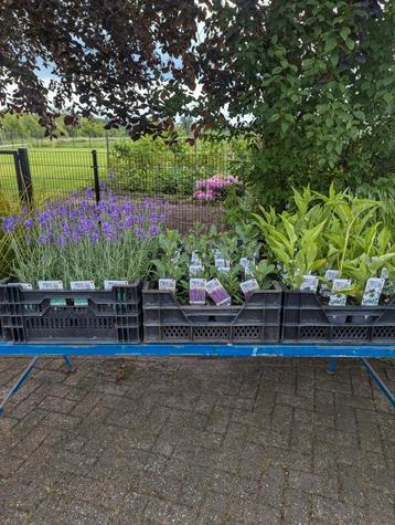 Vaste planten  beschikbaar voor biedingen