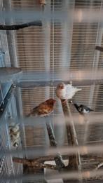 Koppel zeebravinken, Meerdere dieren, Kleurkanarie