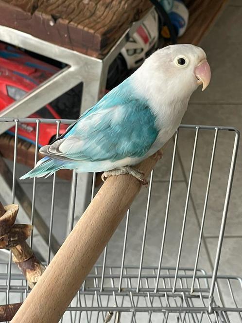 Agapornis Dwergpapegaai Fischerie Roseicolle Personata, Dieren en Toebehoren, Vogels | Parkieten en Papegaaien, Dwergpapegaai of Agapornis