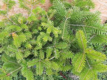 Nordmann spar, Abies Nordmanniana, 20-30cm beschikbaar voor biedingen