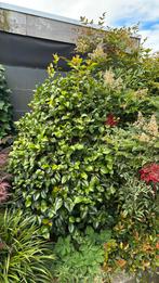 Diverse struiken, Tuin en Terras, Planten | Struiken en Hagen, Ophalen, Struik