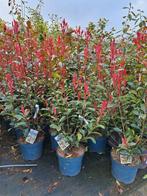 Photinia fraseri carry rouge, glansmispel 120 cm, Tuin en Terras, Overige soorten, Ophalen of Verzenden, Struik, 100 tot 250 cm