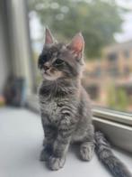 Mainecoon kittens te koop, Kater