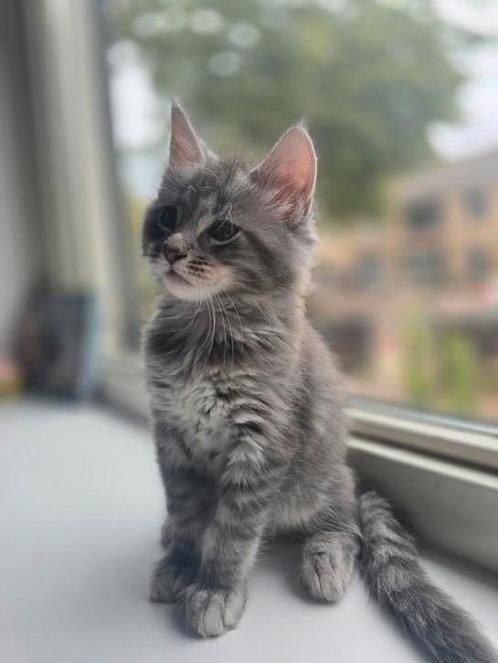 Mainecoon kittens te koop, Dieren en Toebehoren, Katten en Kittens | Raskatten | Langhaar, Kater