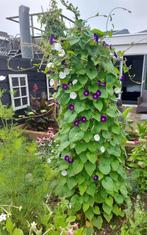 Ipomoea mix paars/wit tricolor roze, Ophalen of Verzenden, Voorjaar, Volle zon, Zaad