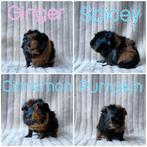 Te koop: jonge cavia'tjes, Dieren en Toebehoren, November, Meerdere dieren
